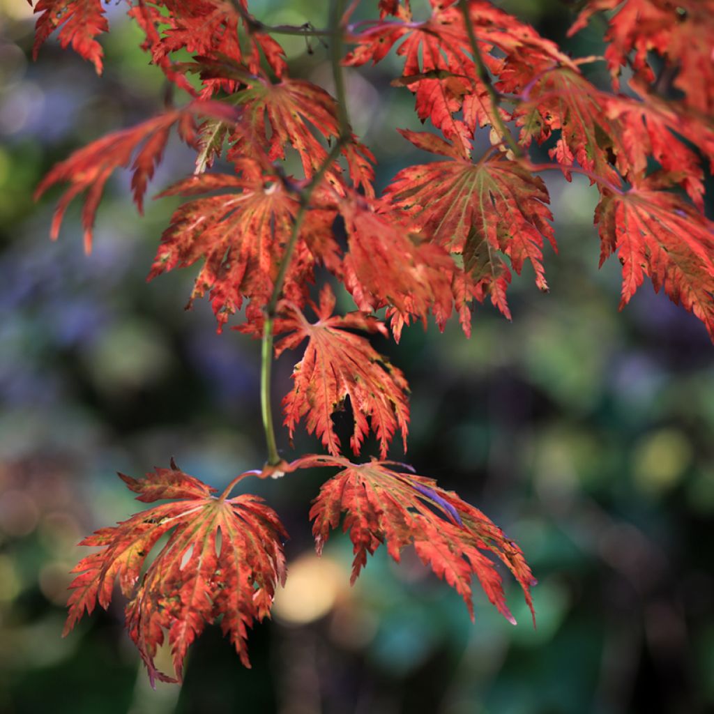 Japanischer Ahorn Aconitifolium - Acer japonicum