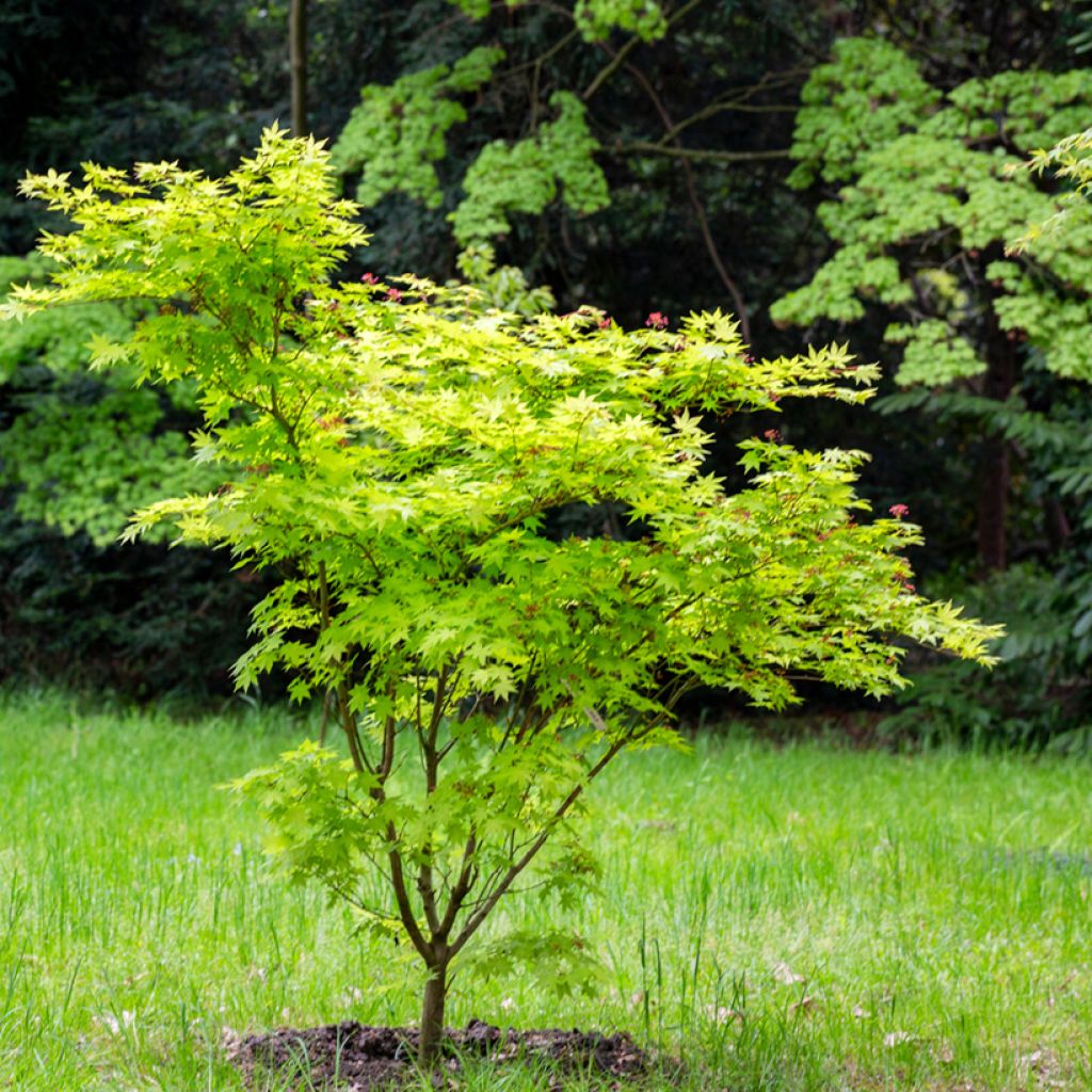 Japanischer Ahorn Aconitifolium - Acer japonicum