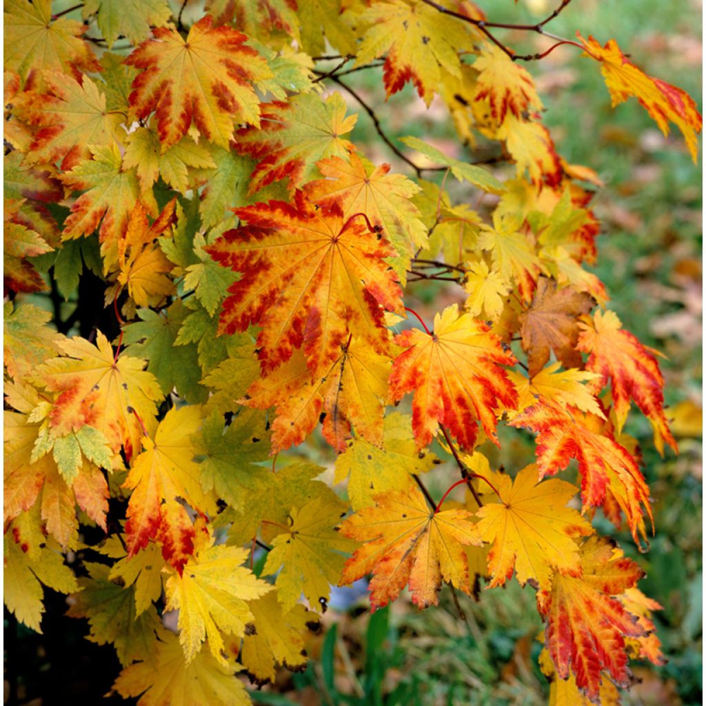 Japanischer Ahorn Vitifolium - Acer japonicum
