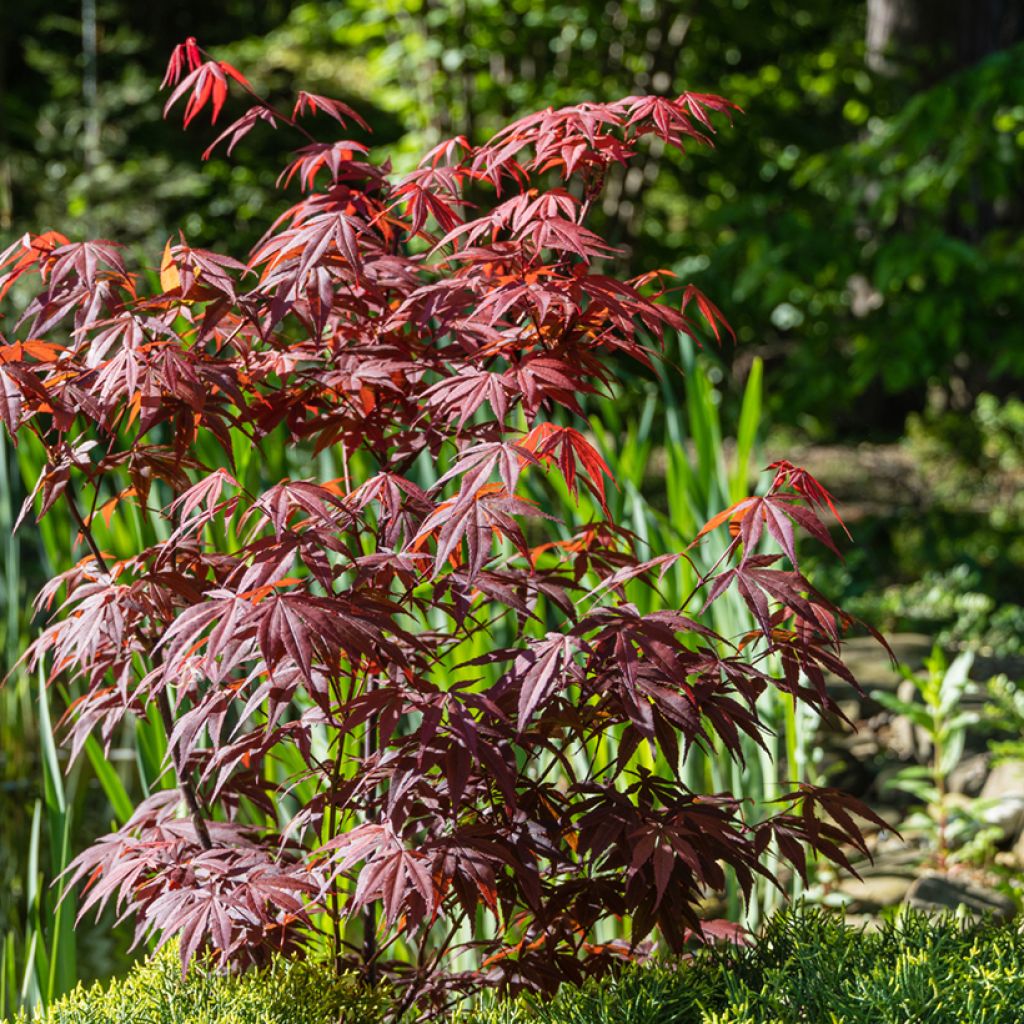Fächerahorn Atropurpureum - Acer palmatum