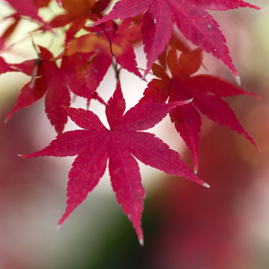 Fächerahorn Atropurpureum - Acer palmatum
