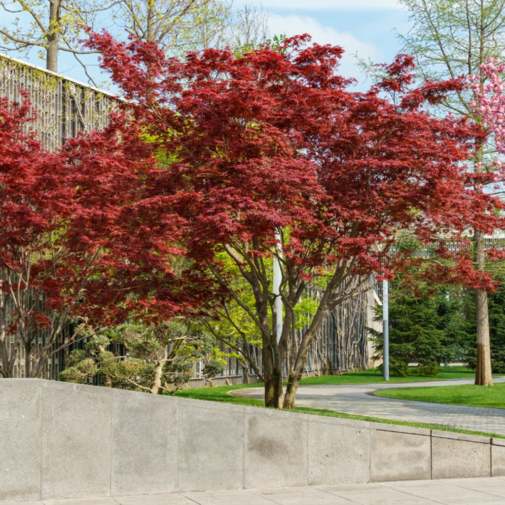 Fächerahorn Atropurpureum - Acer palmatum