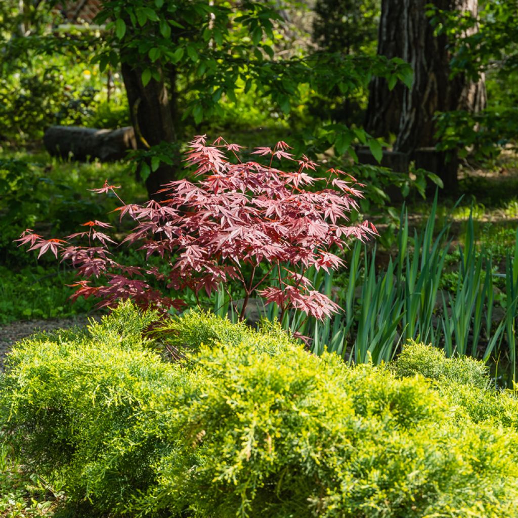 Fächerahorn Atropurpureum - Acer palmatum