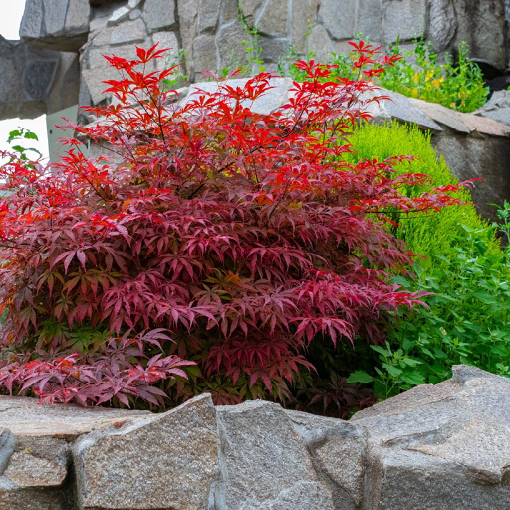 Fächerahorn Bloodgood - Acer palmatum