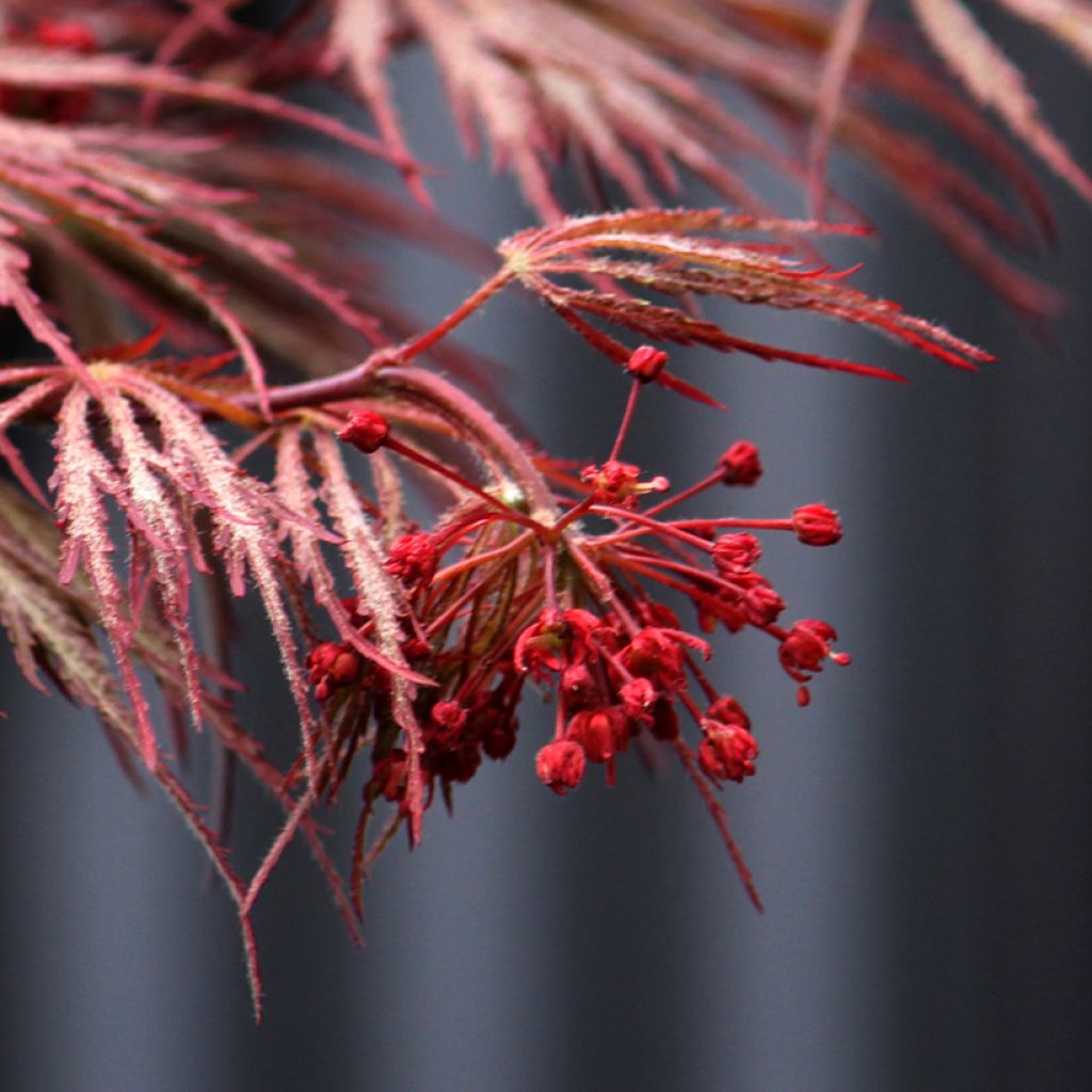 Fächerahorn Crimson Queen - Acer palmatum