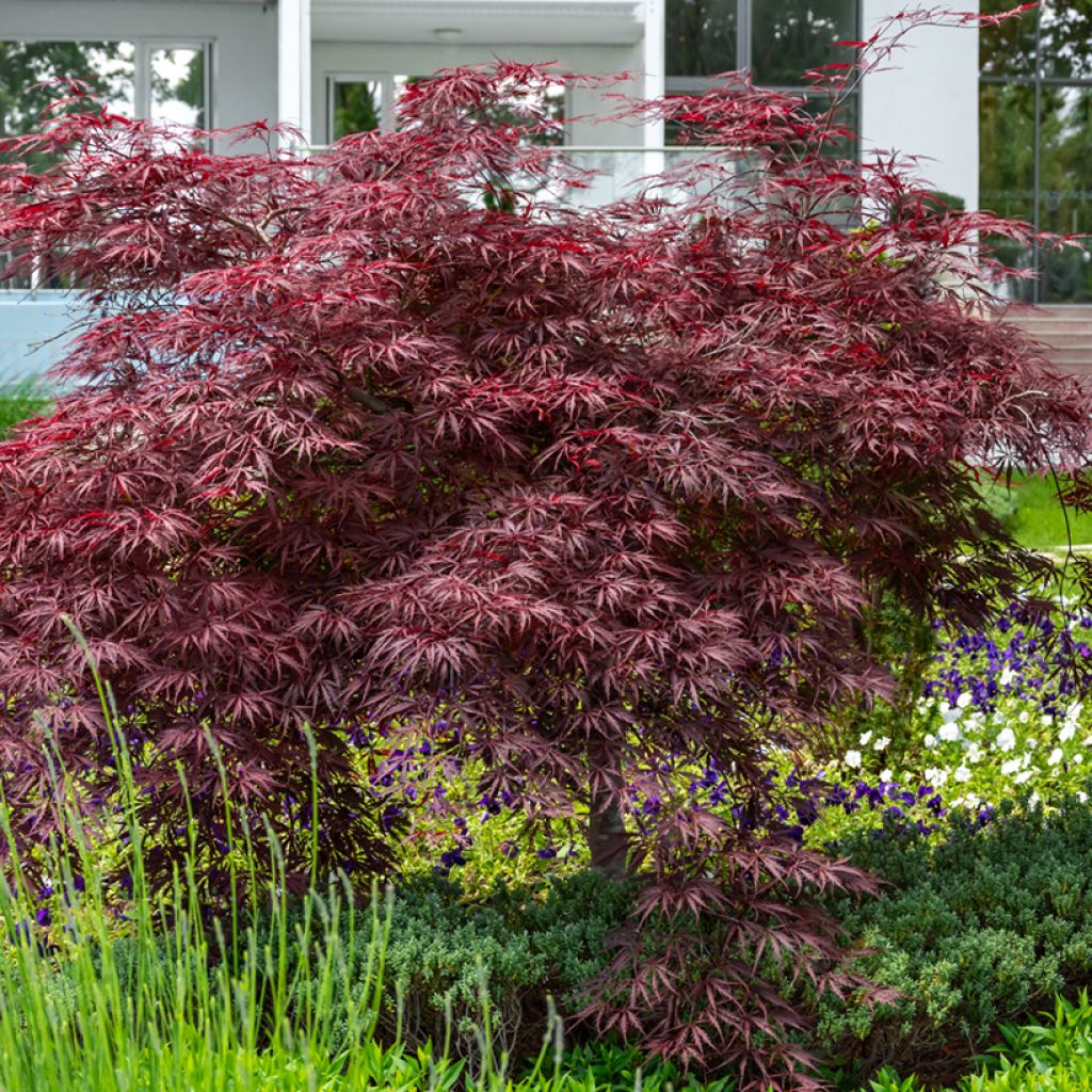 Fächerahorn Crimson Queen - Acer palmatum