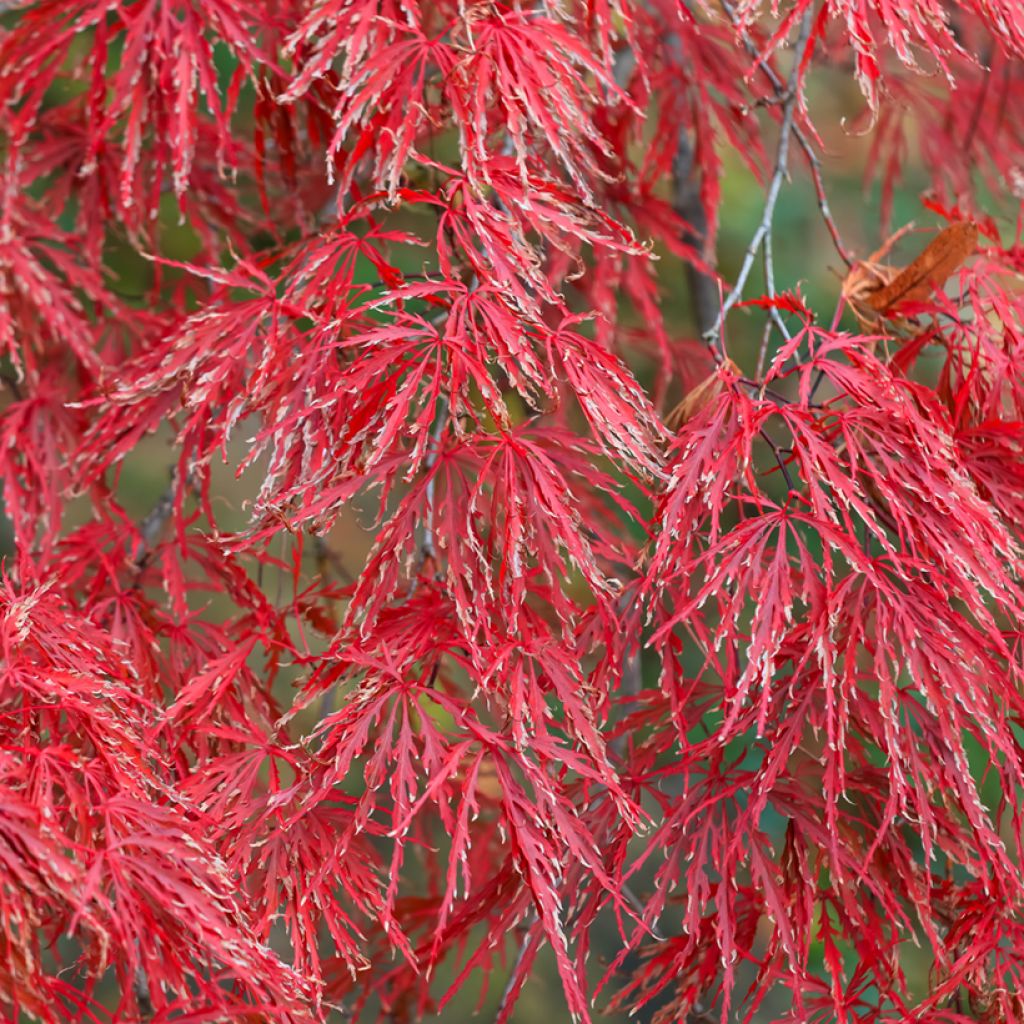 Fächerahorn Crimson Queen - Acer palmatum