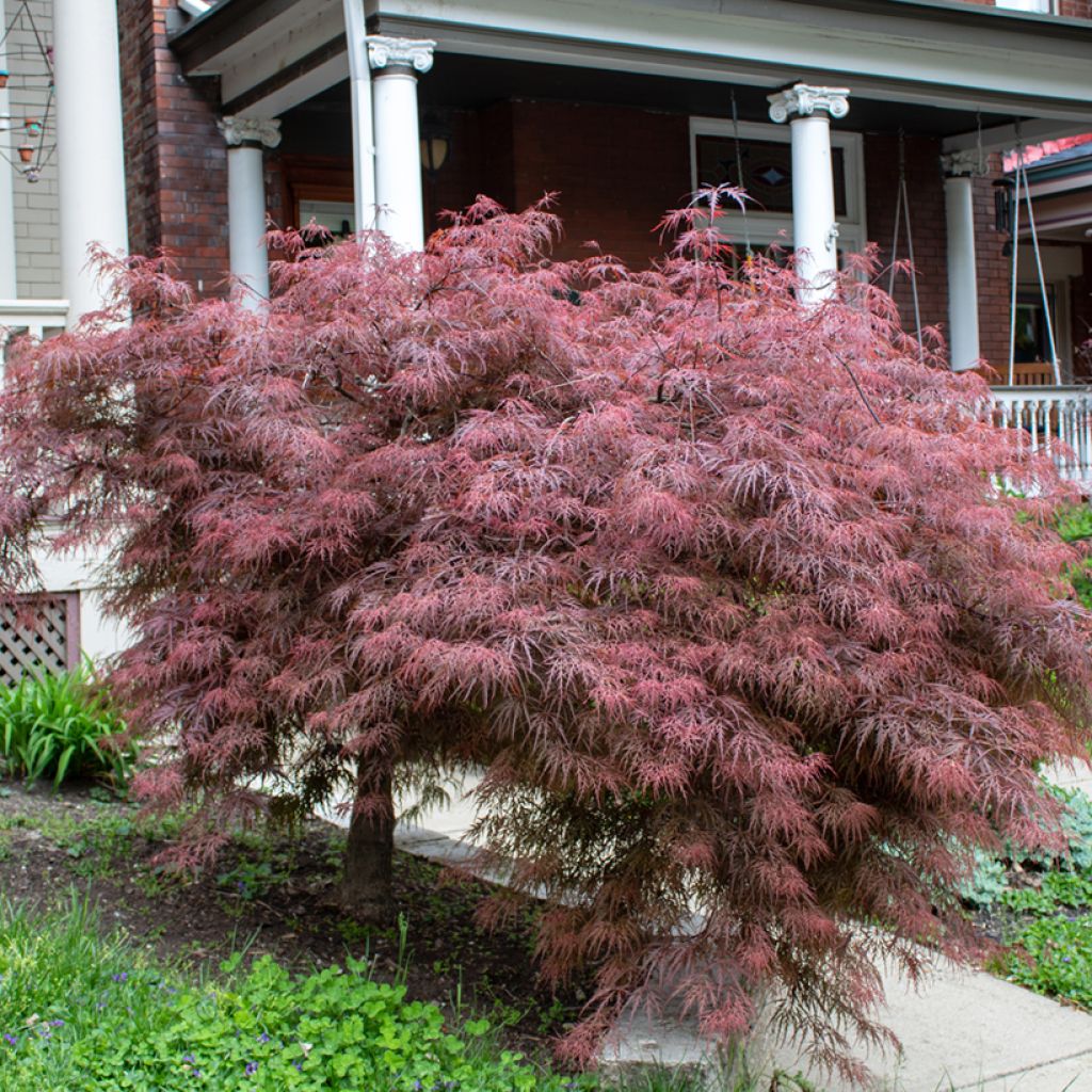 Fächerahorn Crimson Queen - Acer palmatum