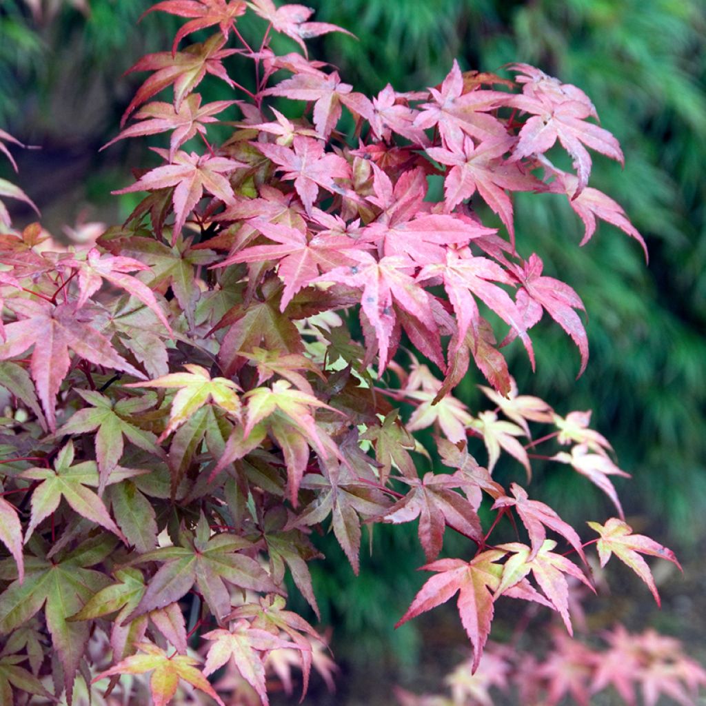 Fächerahorn Deshojo - Acer palmatum