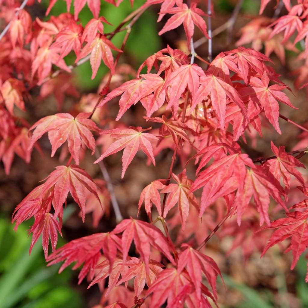 Fächerahorn Deshojo - Acer palmatum