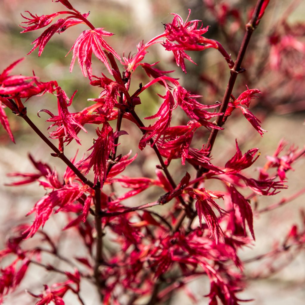 Fächerahorn Deshojo - Acer palmatum