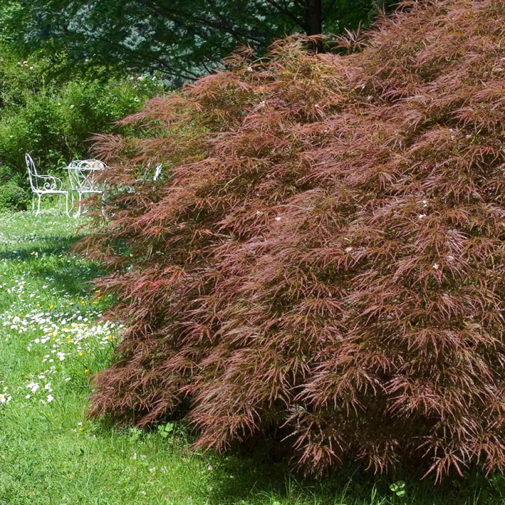 Fächerahorn Dissectum Garnet - Acer palmatum