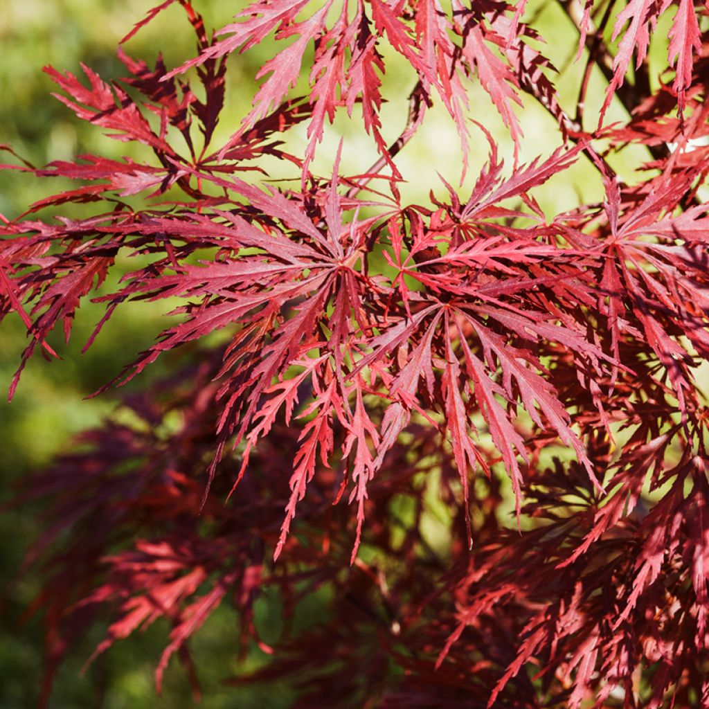 Fächerahorn Dissectum Garnet - Acer palmatum