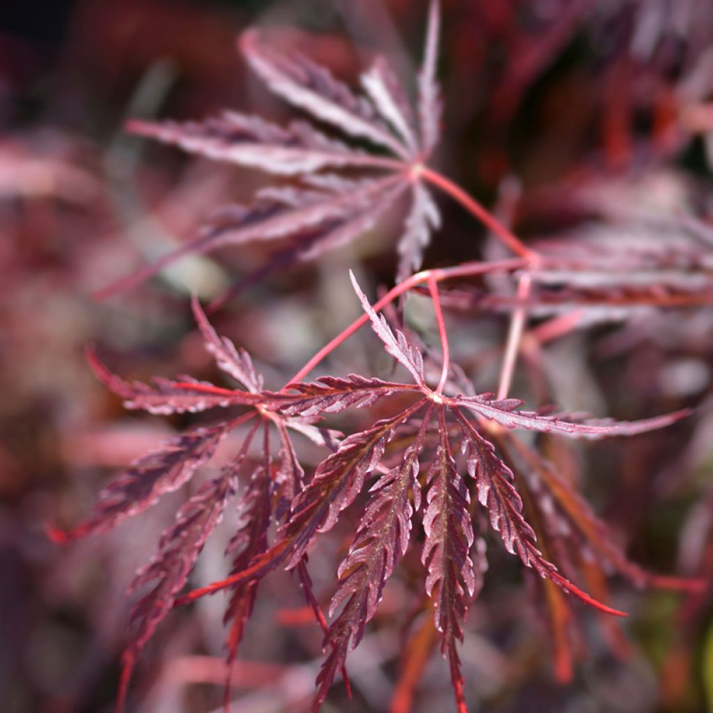 Fächerahorn Dissectum Garnet - Acer palmatum