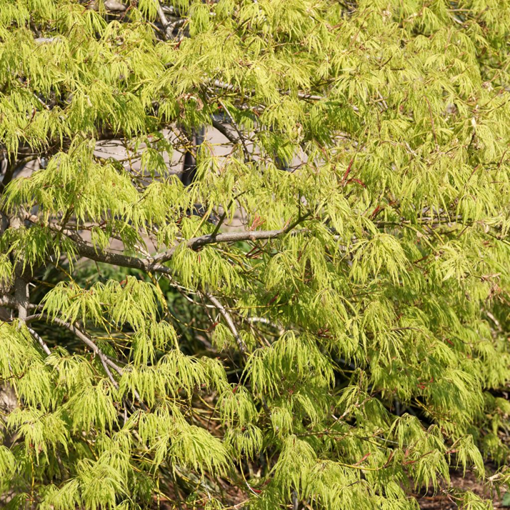 Fächerahorn Dissectum Viridis - Acer palmatum