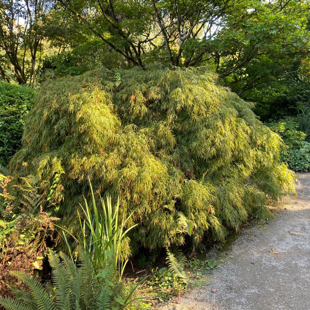 Fächerahorn Dissectum Viridis - Acer palmatum