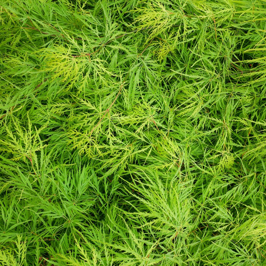 Fächerahorn Emerald Lace - Acer palmatum