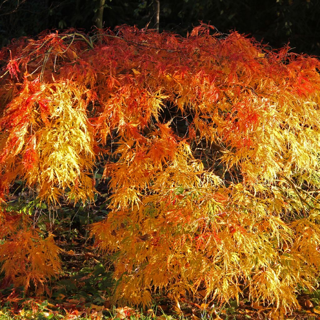 Fächerahorn Orange Flame - Acer palmatum