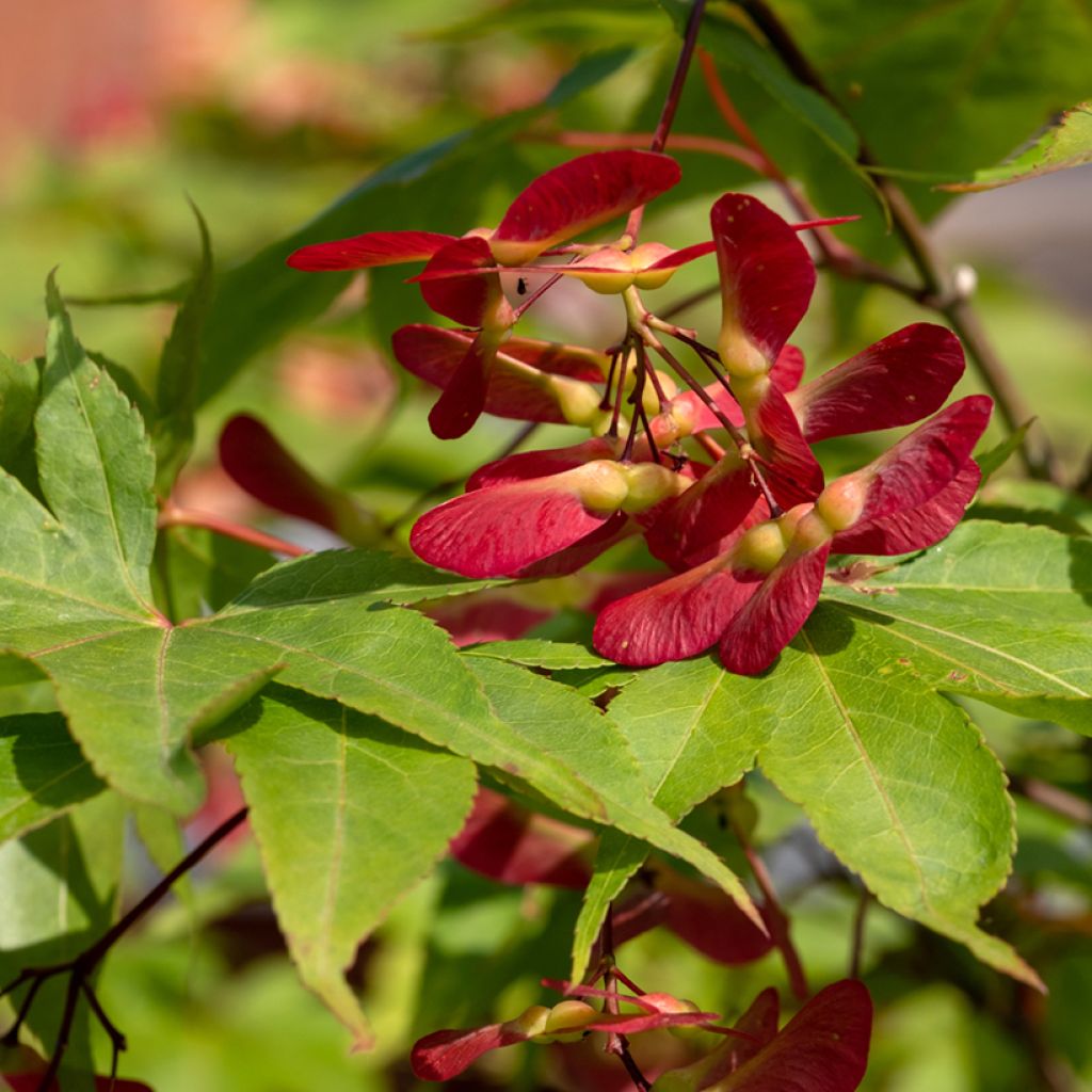Fächerahorn Osakazuki - Acer palmatum