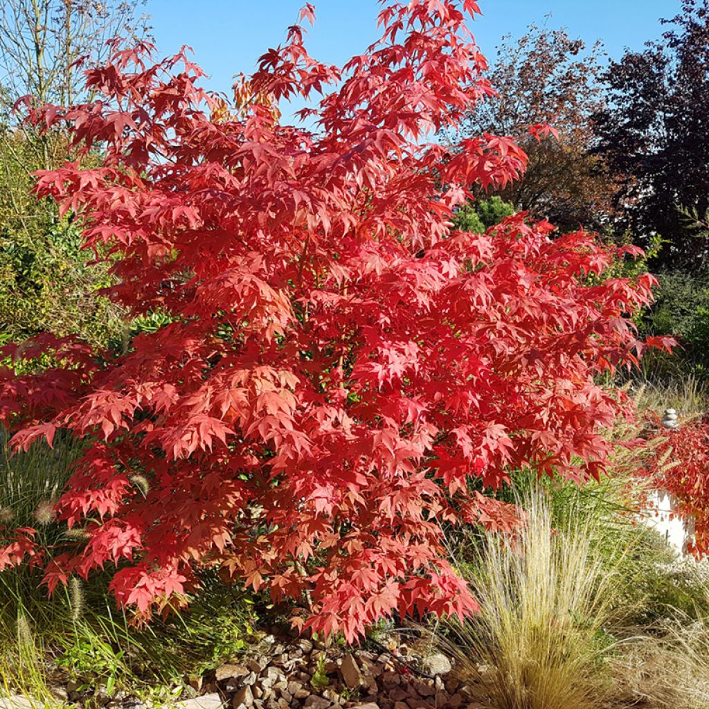 Fächerahorn Osakazuki - Acer palmatum