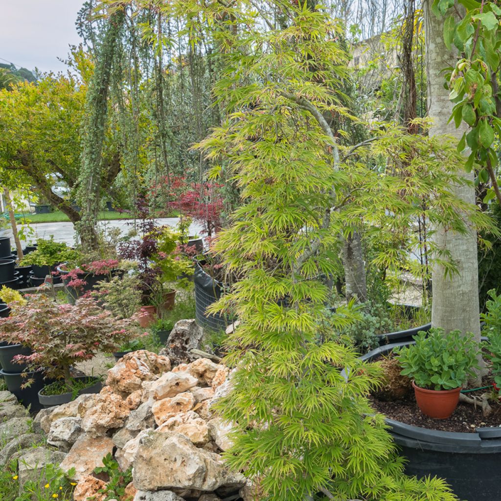 Fächerahorn Seiryu - Acer palmatum