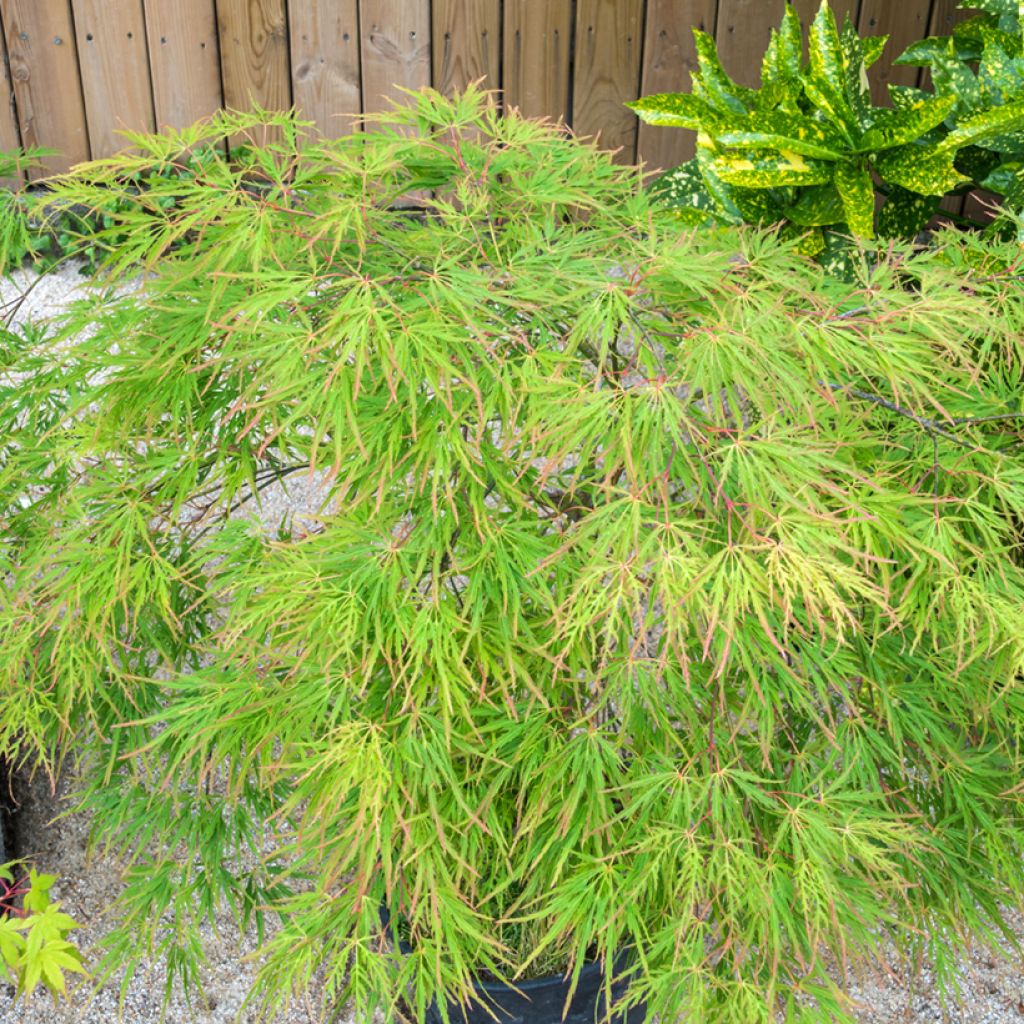 Fächerahorn Seiryu - Acer palmatum