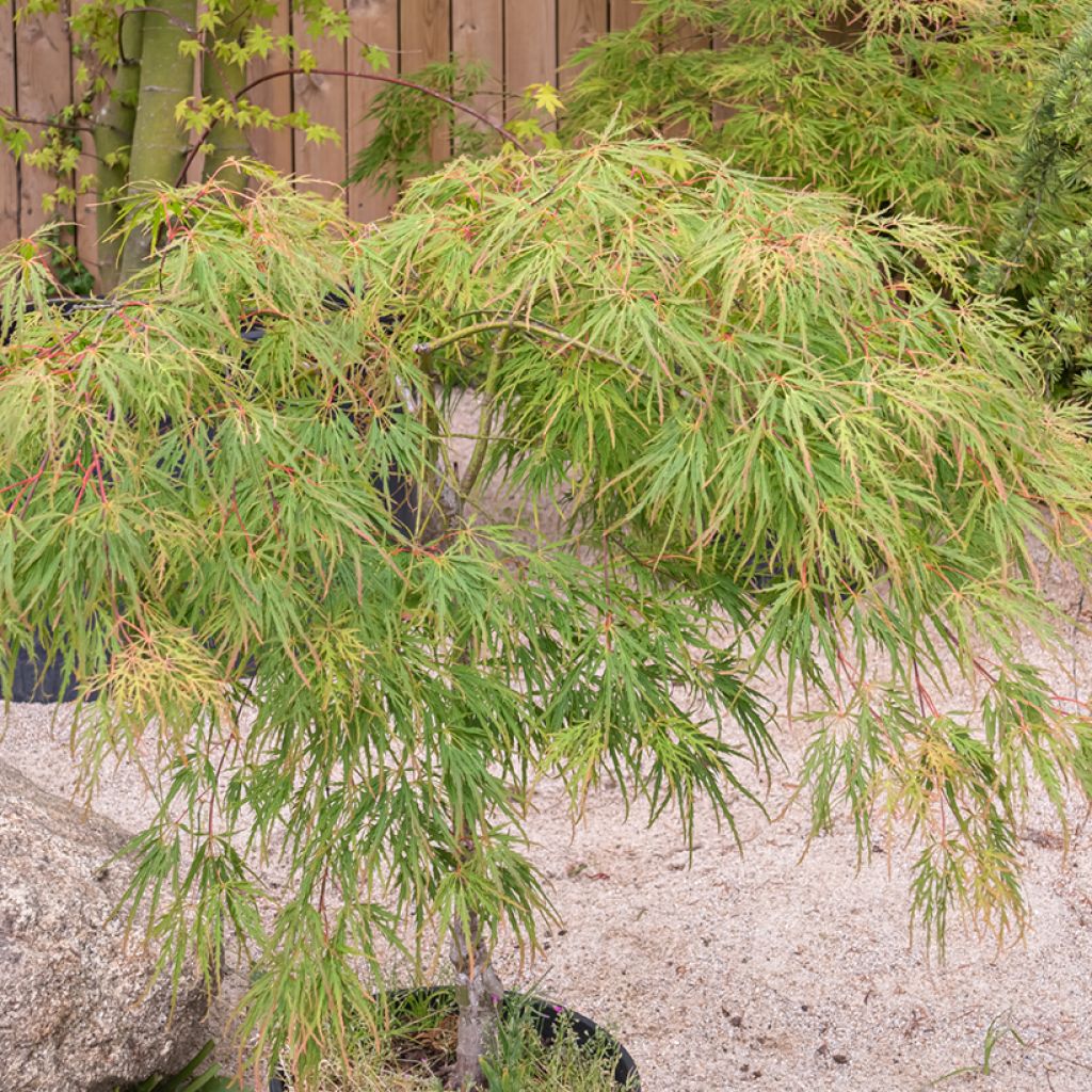 Fächerahorn Seiryu - Acer palmatum