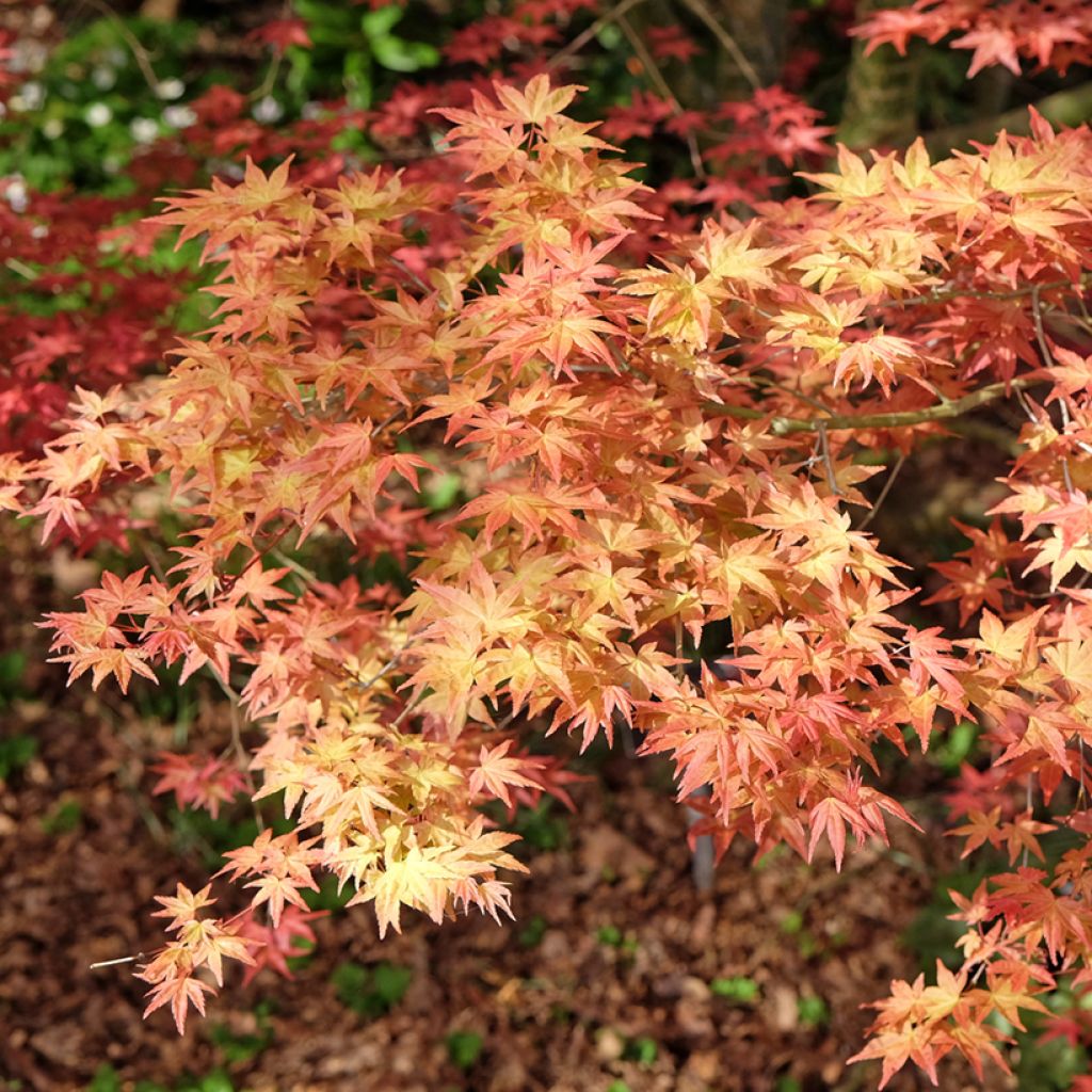 Fächerahorn Shindeshojo - Acer palmatum