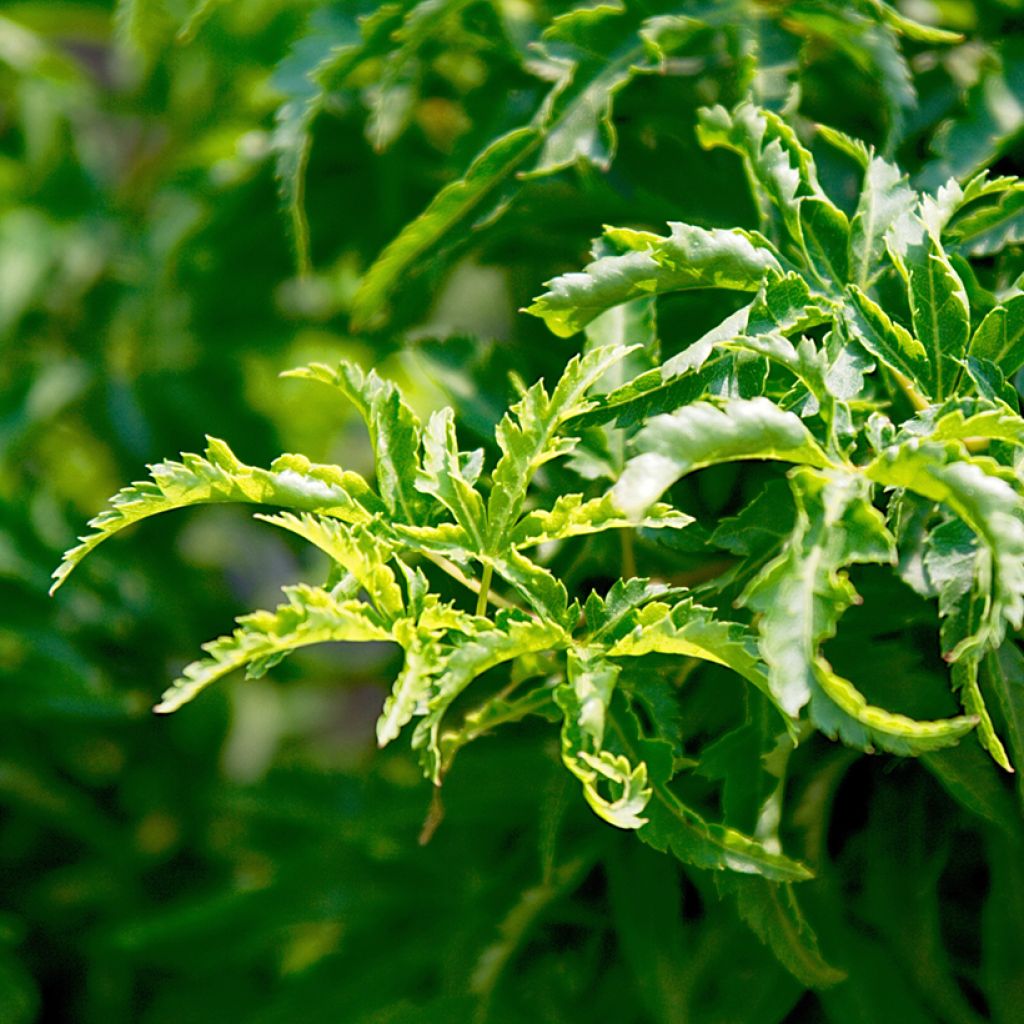 Fächerahorn Shishigashira - Acer palmatum