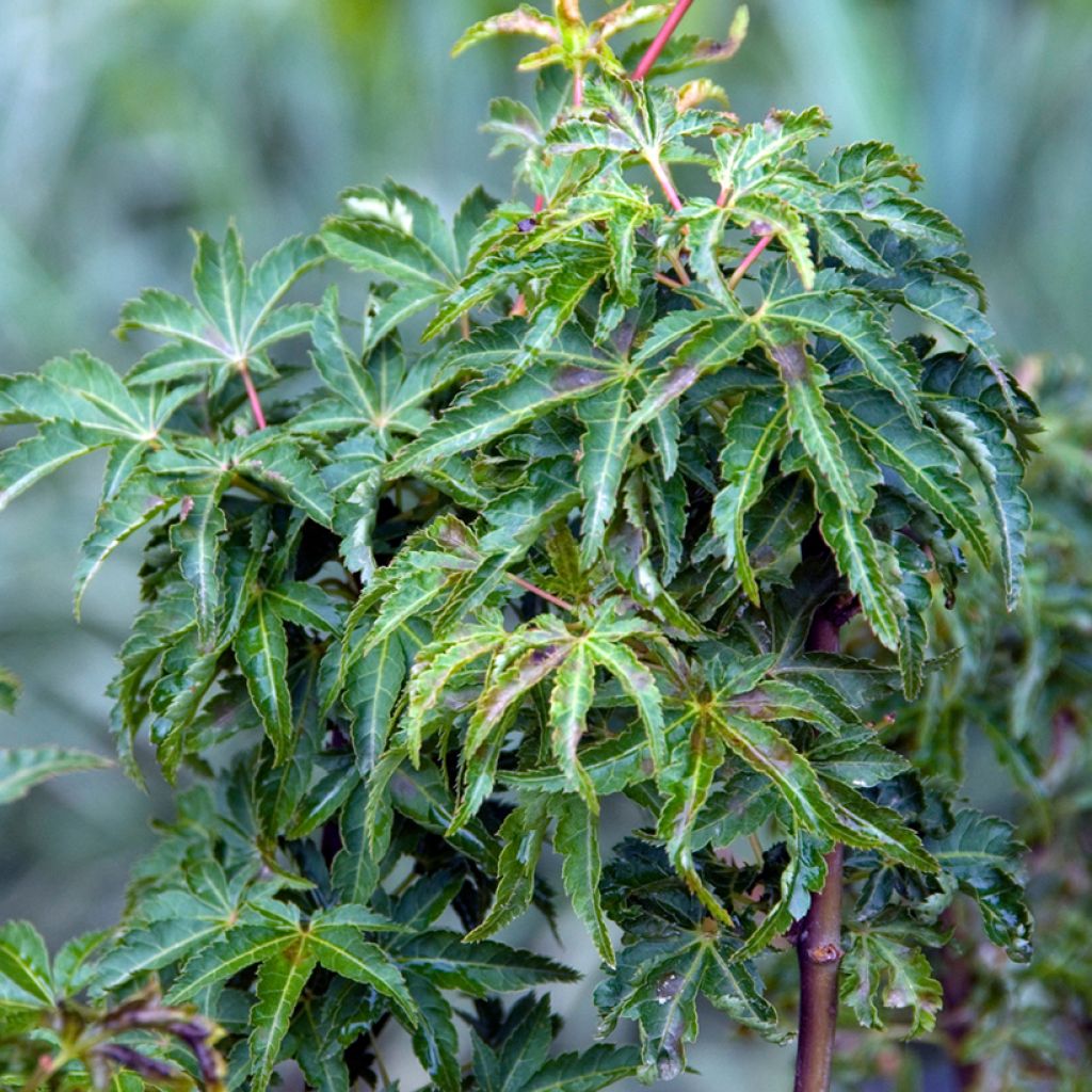 Fächerahorn Shishigashira - Acer palmatum