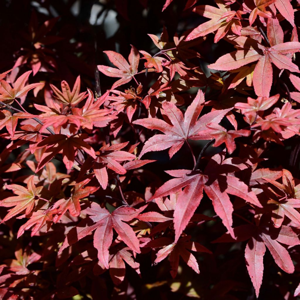 Fächerahorn Twomblys Red Sentinel - Acer palmatum