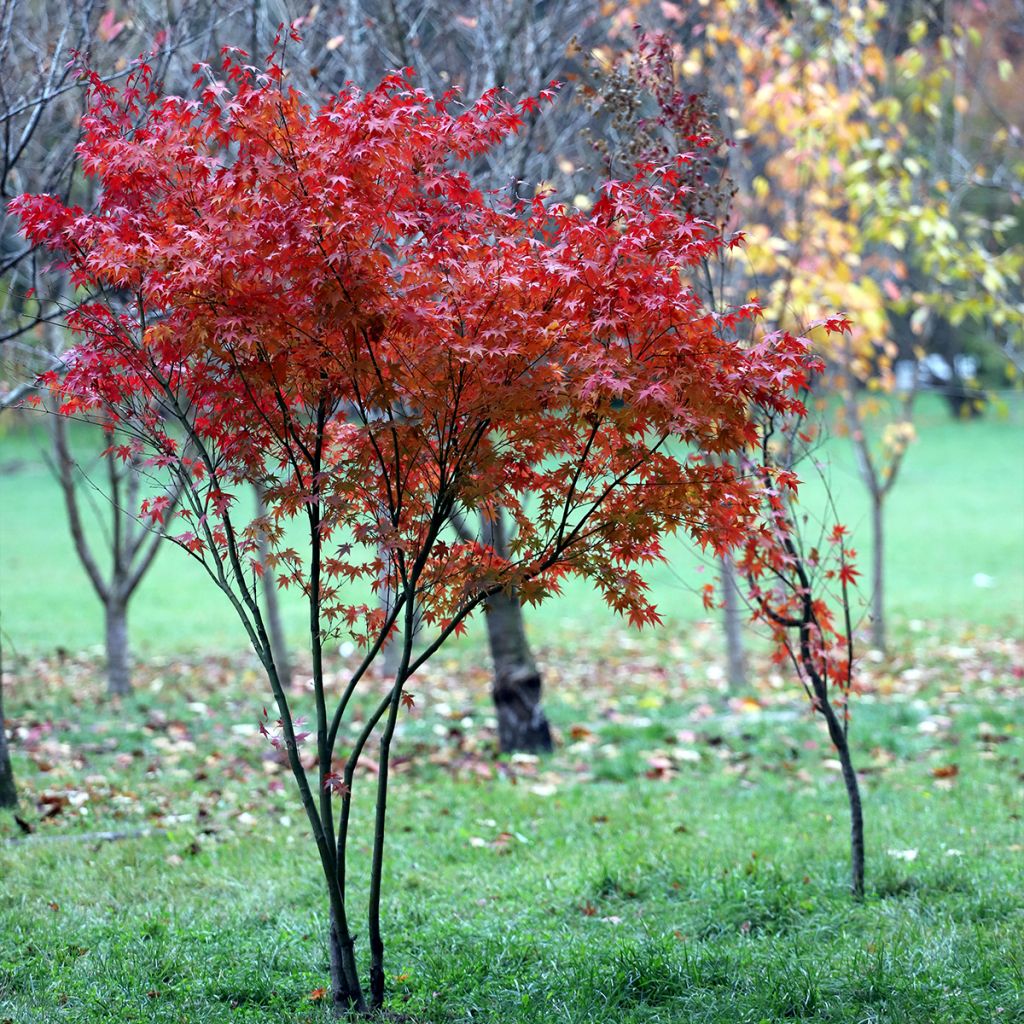 Fächerahorn - Acer palmatum