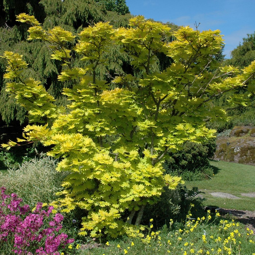Japanischer Ahorn Aureum - Acer shirasawanum