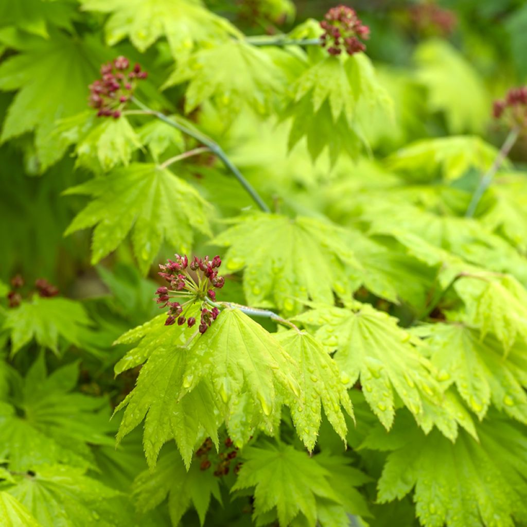 Japanischer Ahorn Aureum - Acer shirasawanum