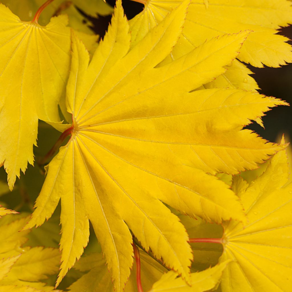 Japanischer Ahorn Aureum - Acer shirasawanum