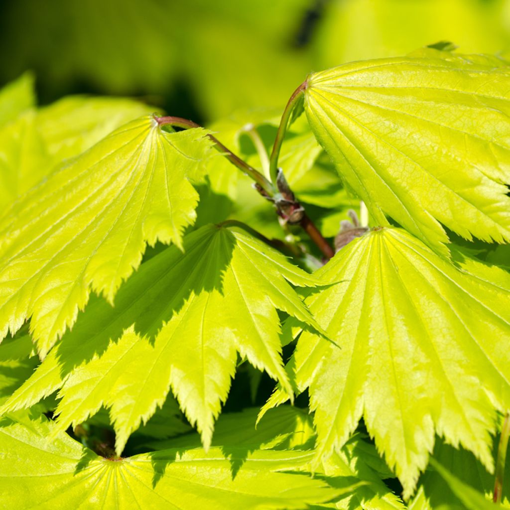 Japanischer Ahorn Aureum - Acer shirasawanum