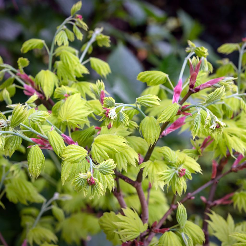 Japanischer Ahorn Aureum - Acer shirasawanum