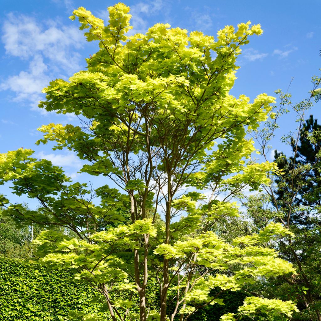 Japanischer Ahorn Aureum - Acer shirasawanum