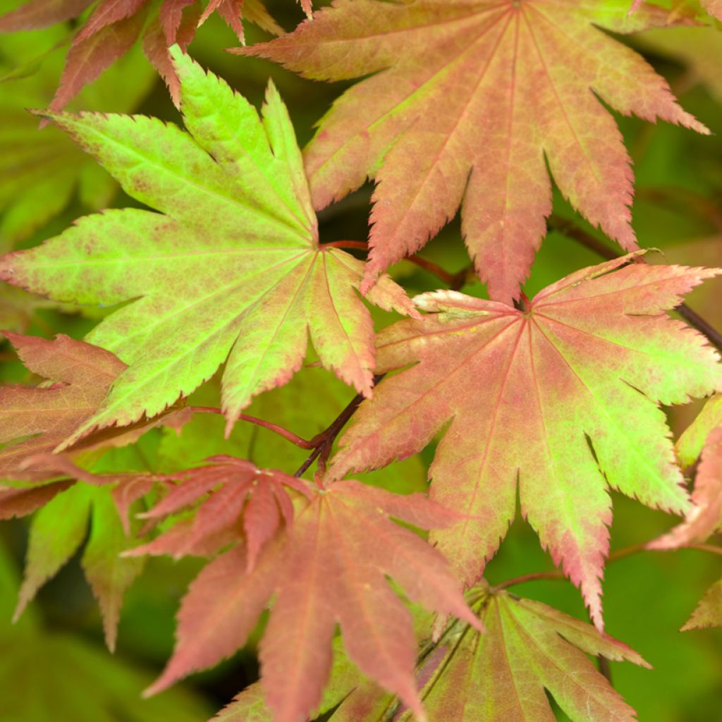Japanischer Ahorn Autumn moon - Acer shirasawanum