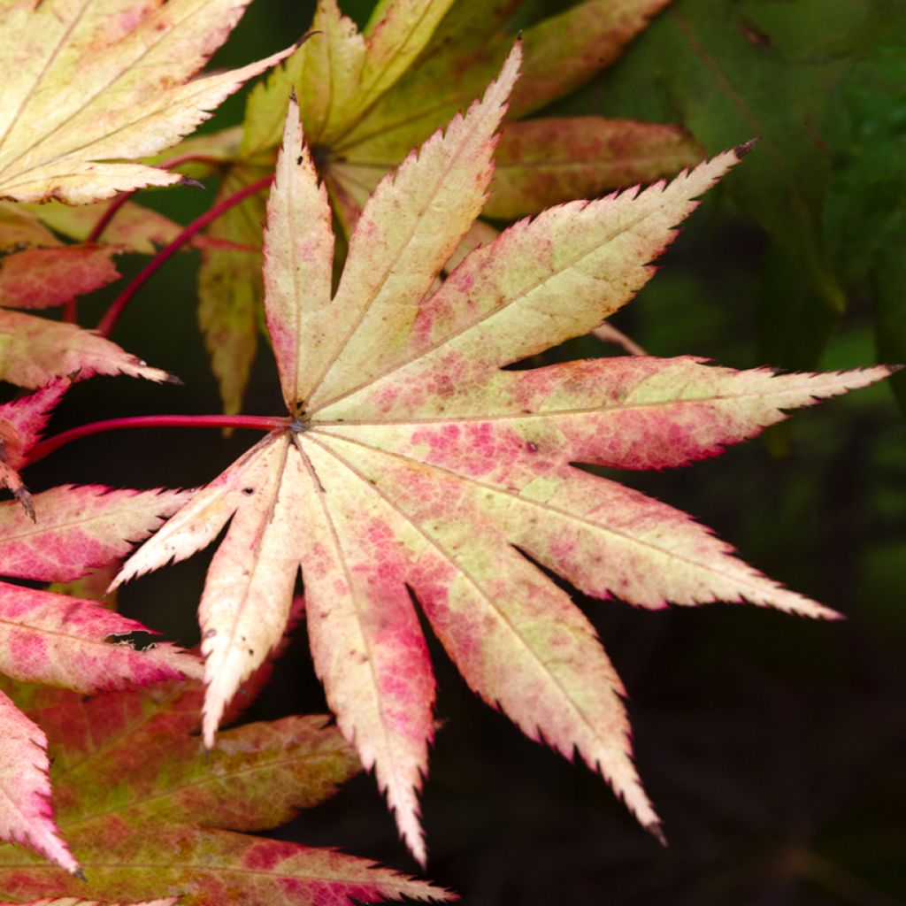 Japanischer Ahorn Autumn moon - Acer shirasawanum