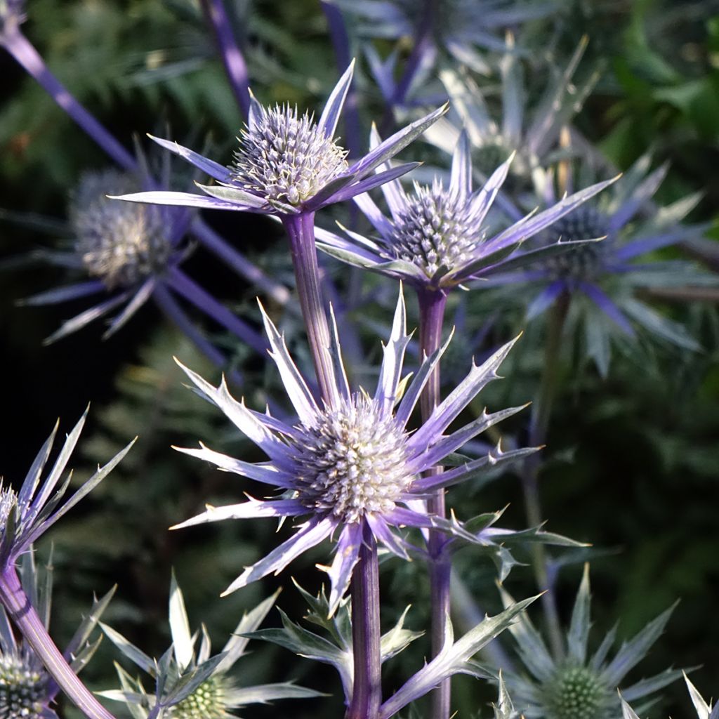 Eryngium bourgatii Pico's Amethyst - Pyrenäen-Mannstreu