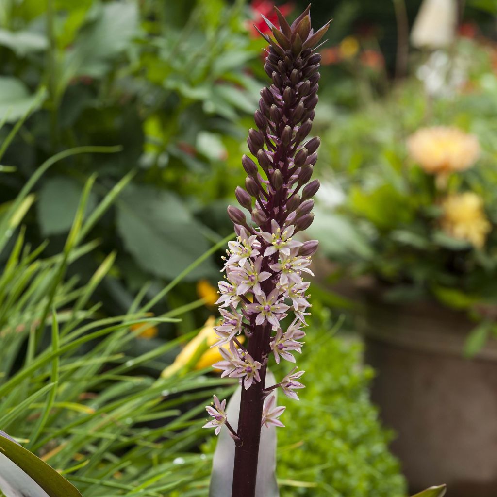 Eucomis comosa Sparkling Rosy - Schopflilie