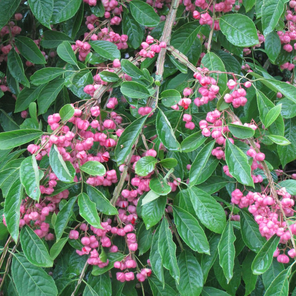 Euonymus phellomanus - Pfaffenhütchen