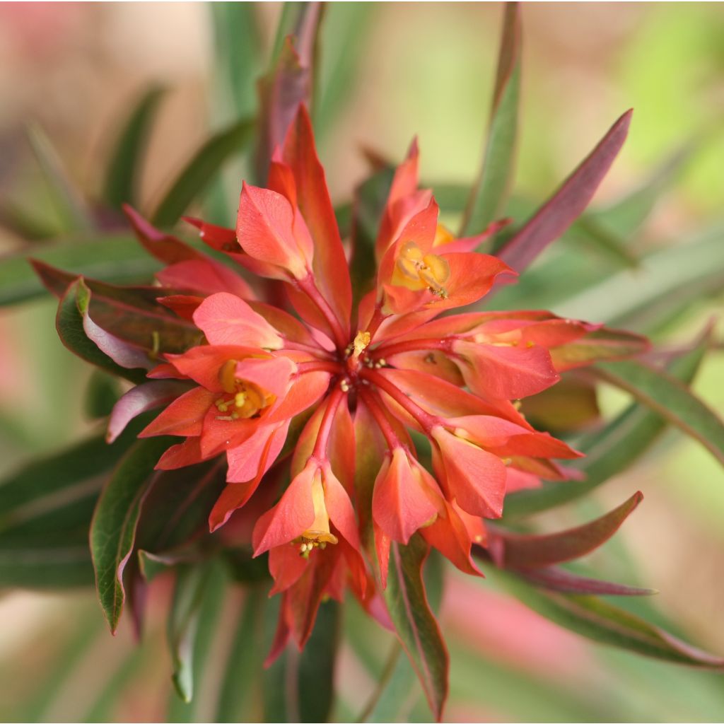 Euphorbia griffithii Fireglow - Griffiths Wolfsmilch