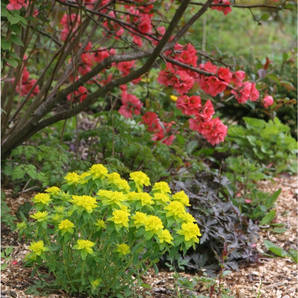 Euphorbia polychroma - Gold-Wolfsmilch