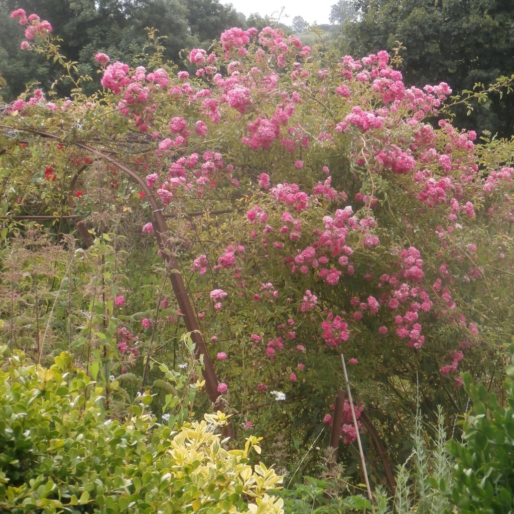 Rosa wichuraiana Excelsa - Kletterrose