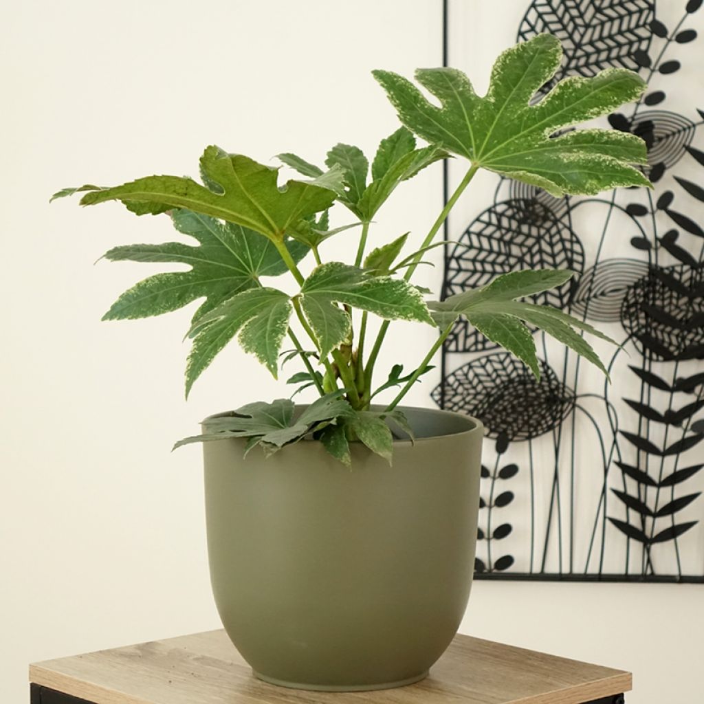 Fatsia japonica Spider's Web - Zimmeraralie