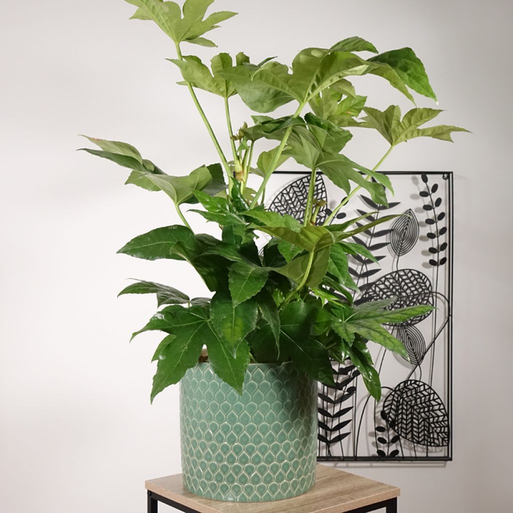 Fatsia japonica - Zimmeraralie