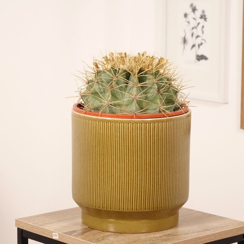 Ferocactus glaucescens - Ferokaktus