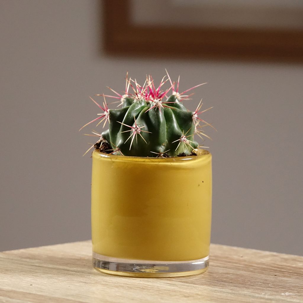 Ferocactus latispinus - Ferokaktus